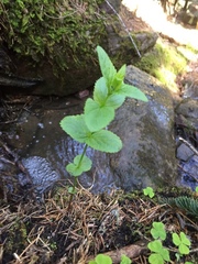 Veronica urticifolia