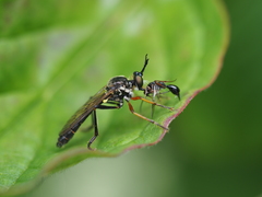 Dioctria rufipes
