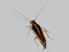 Ectoneura tepperi