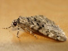 Lipogya leucoprosopa