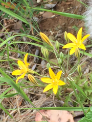 Triteleia ixioides ixioides