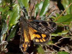 Synemon parthenoides parthenoides