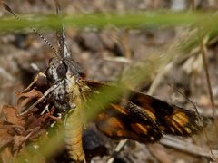 Synemon parthenoides parthenoides