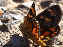 Synemon parthenoides parthenoides