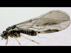 Trichadenotecnum enderleini