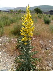 Verbascum songaricum