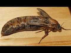 Endoxyla amphiplecta