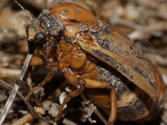 Endoxyla amphiplecta