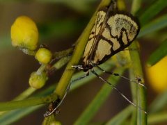 Metallarcha beatalis