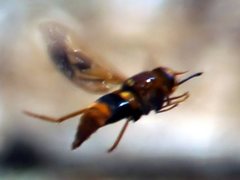 Scaptia pictipennis