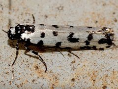 Ethmia anthracopis