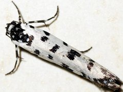 Ethmia anthracopis