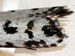 Ethmia anthracopis
