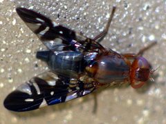 Acanthonevroides basalis