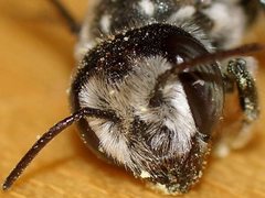 Megachile atrella