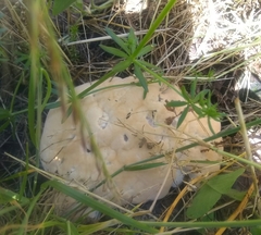 Ganoderma polychromum