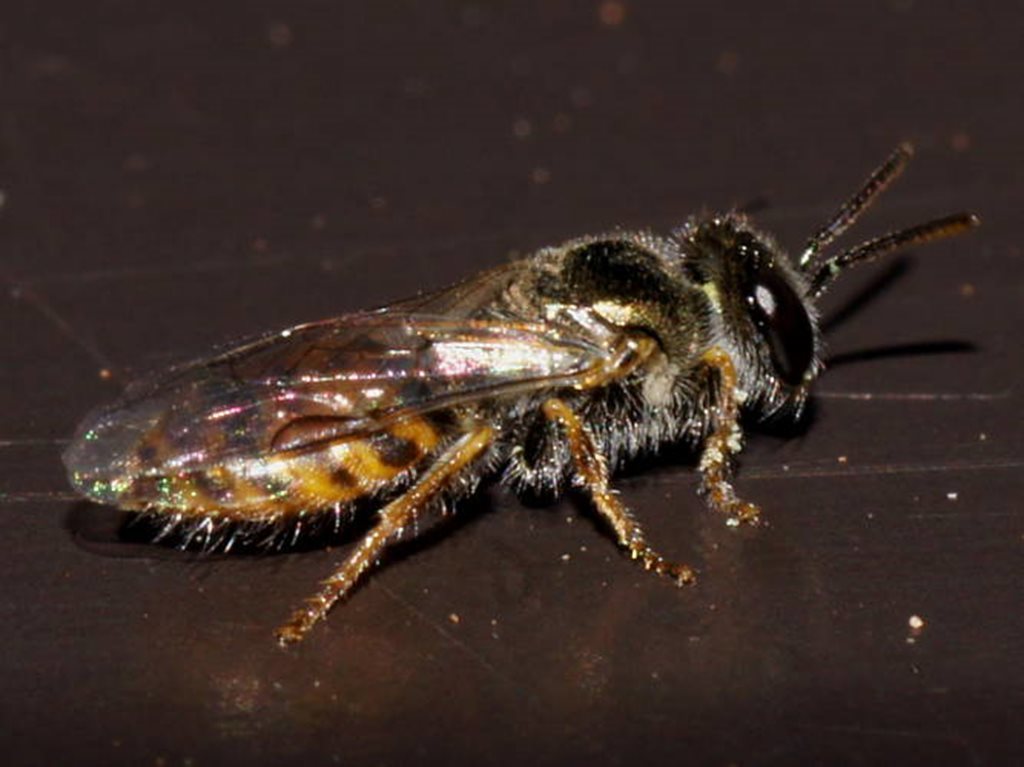 Euhesma bronzus