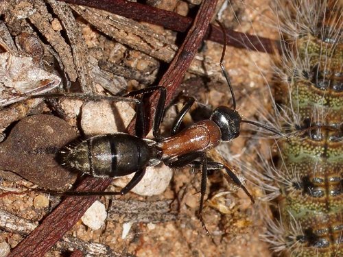 Camponotus ephippium (Smith, 1858)