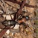 Camponotus ephippium - Photo (c) Ellura Sanctuary, osa oikeuksista pidätetään (CC BY-NC-ND), lähettänyt Ellura Sanctuary