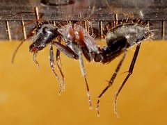 Camponotus ephippium ephippium