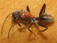 Camponotus ephippium ephippium
