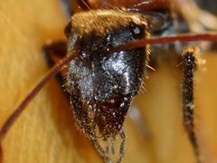 Camponotus ephippium ephippium