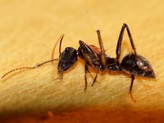 Camponotus ephippium ephippium