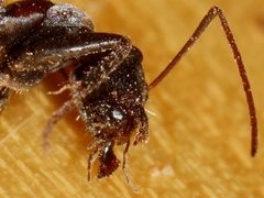 Camponotus ephippium ephippium