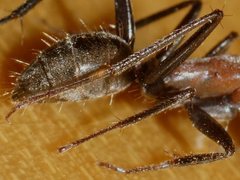 Camponotus ephippium ephippium