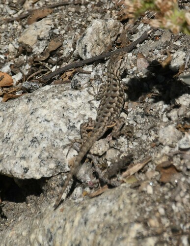 iNaturalist observation photo of Western Fence Lizard