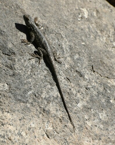 iNaturalist observation photo of Western Fence Lizard