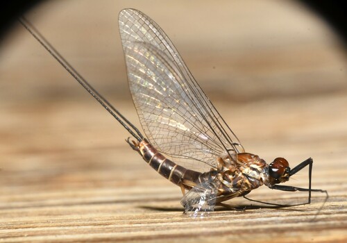 Rhithrogena flavianula