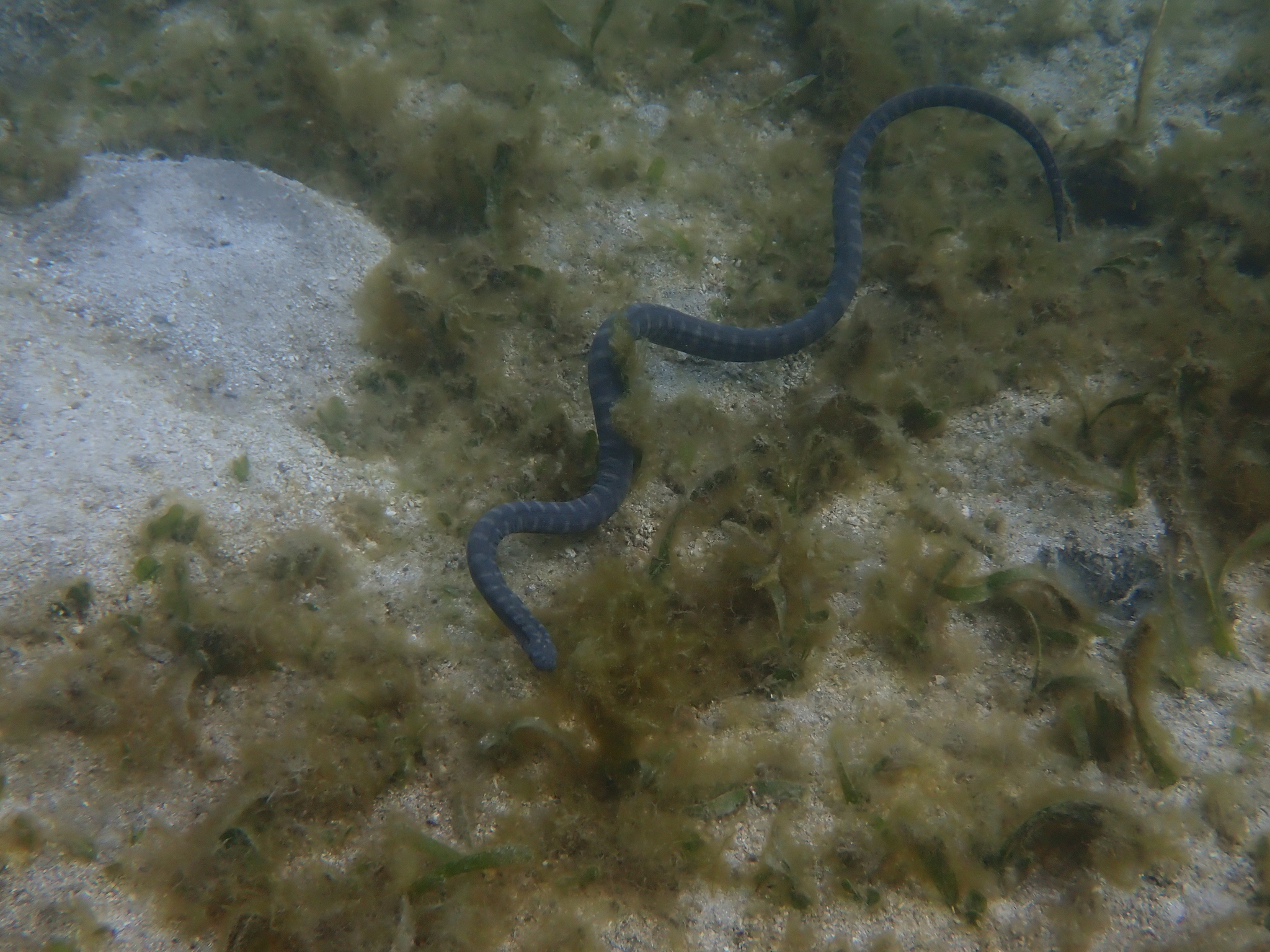 Acrochordus granulatus (Schneider, 1799)