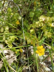 Erythranthe glaucescens