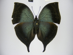 Junonia ansorgei