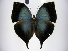 Junonia ansorgei