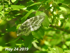 Cyclidia substigmaria