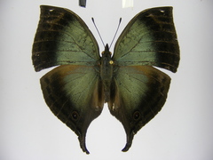 Junonia ansorgei