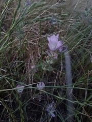 Sidalcea hirsuta
