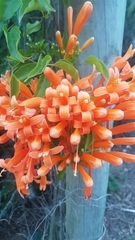 Pyrostegia