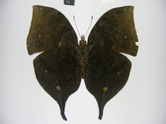 Junonia ansorgei