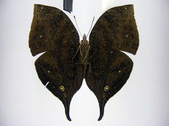 Junonia ansorgei