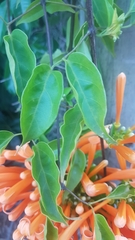 Pyrostegia