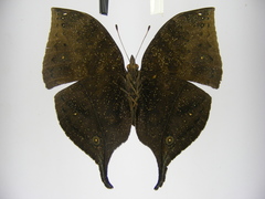 Junonia ansorgei