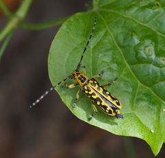 Saperda scalaris