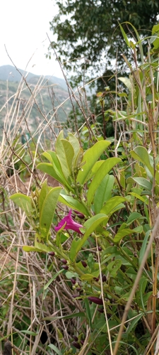 Argyreia cuneata (Argyreia cuneata)