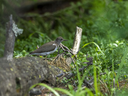 Andarríos chico (Actitis hypoleucos)