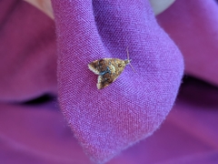 Pseudargyrotoza conwagana