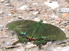 Papilio paris