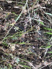 Thamnophis hammondii